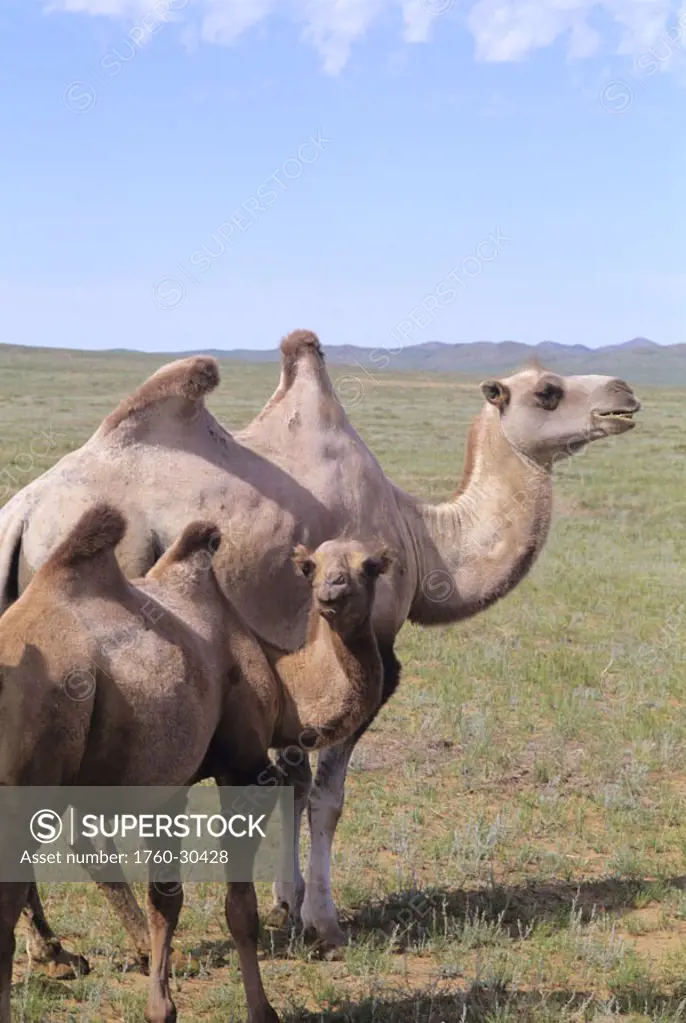 Mongolia, near Ulaanbaatar, Wild camels in field.