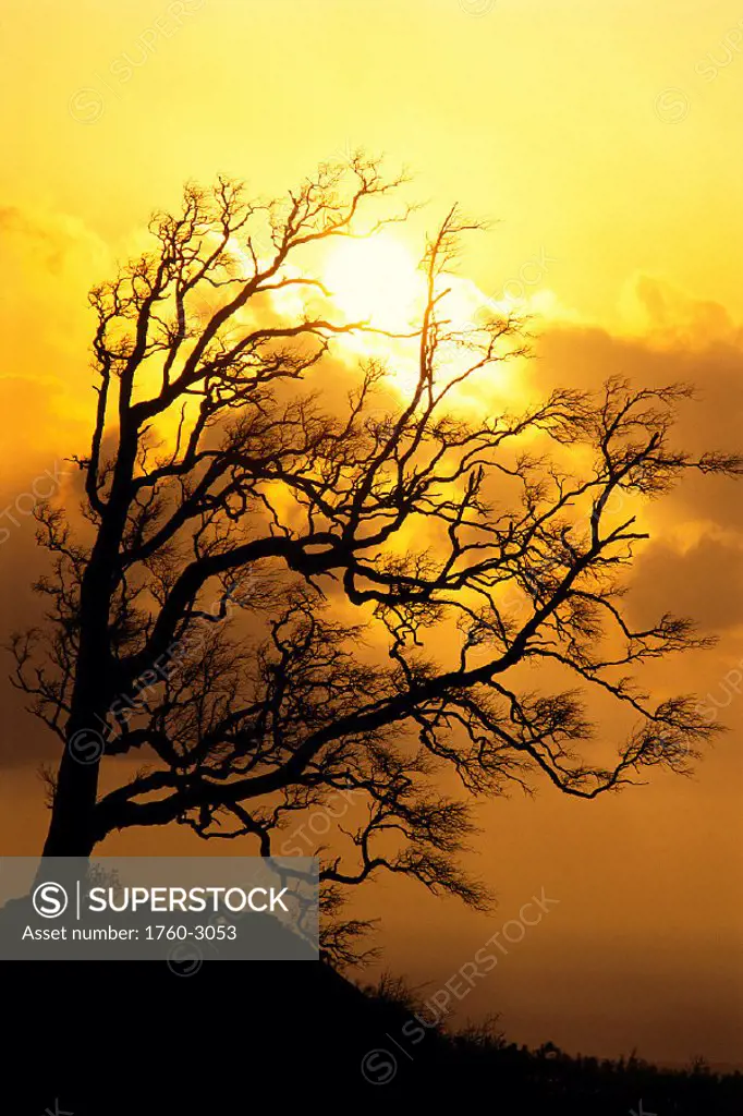 Hawaii, Big Island, Tree without leaves silhouette at sunrise, golden A25F