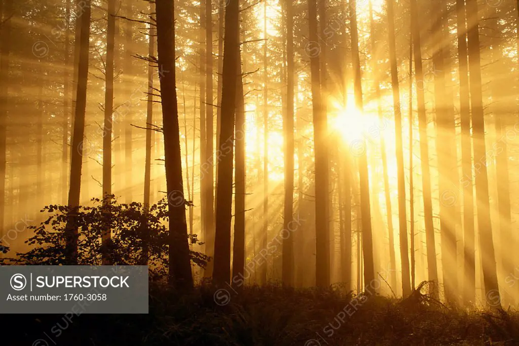 Oregon Eugene, Spencer Butte Park sunlight filters thru fog, trees in forest A24E