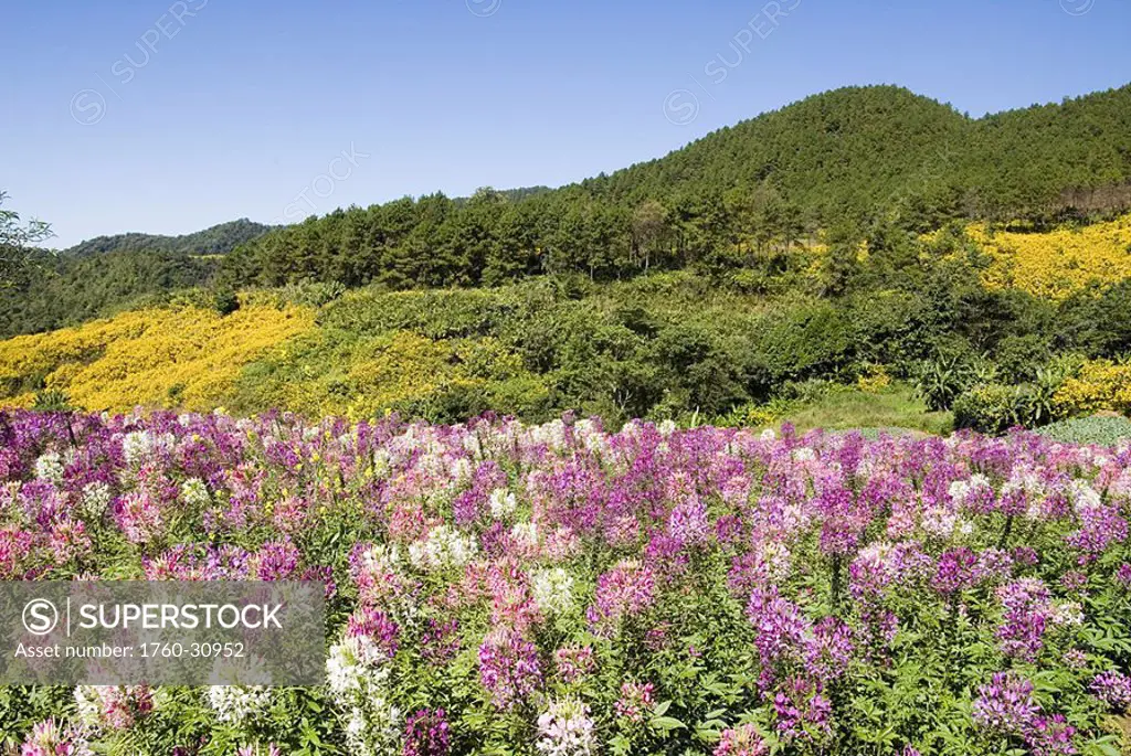 Thailand, Mae Hong Son Province, Toong Bua Tong Forest Park, Meadow of colorful flowers