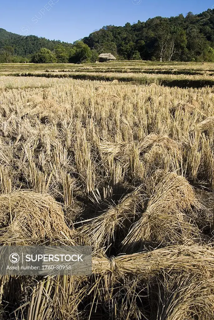 Thailand, Mae Hong Son Province, Rice field
