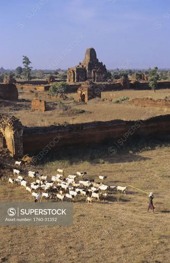 Burma (Myanmar), Bagan area, Minnanthu Village, overhead view of herder with goats, temple ruins in background.