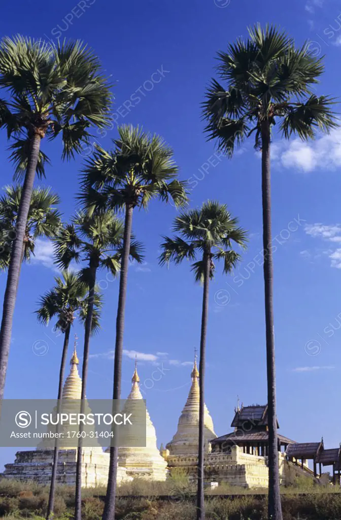 Burma (Myanmar), Bagan, white Minochanthar Pagodas in distance, tall palm trees in foreground.