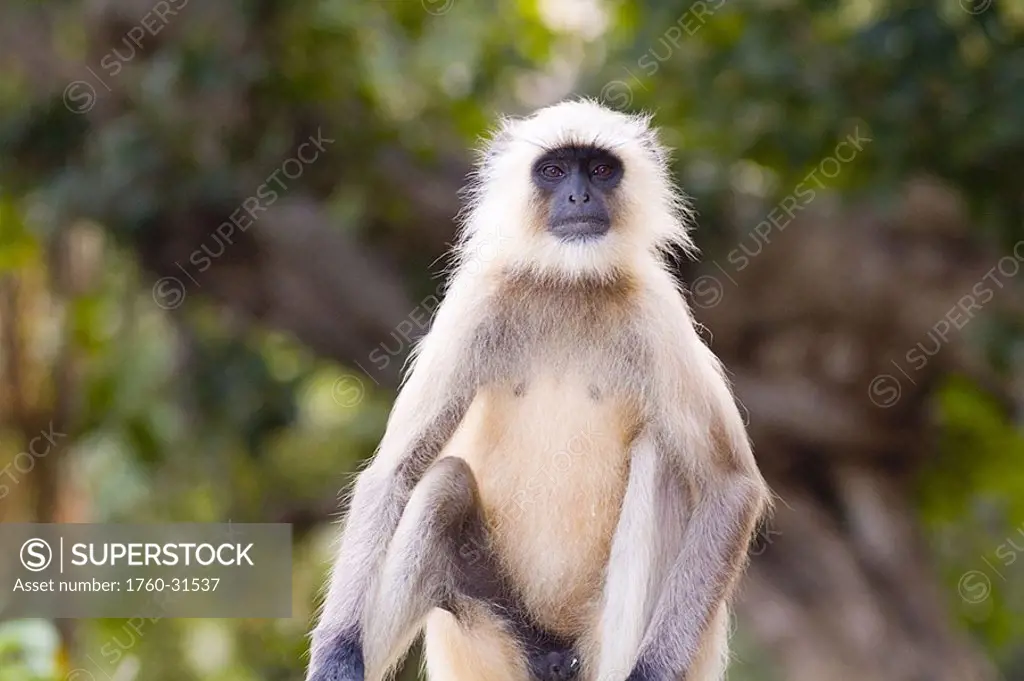 India, Rajasthan, Monkey in jungle of Ranthambore National Park