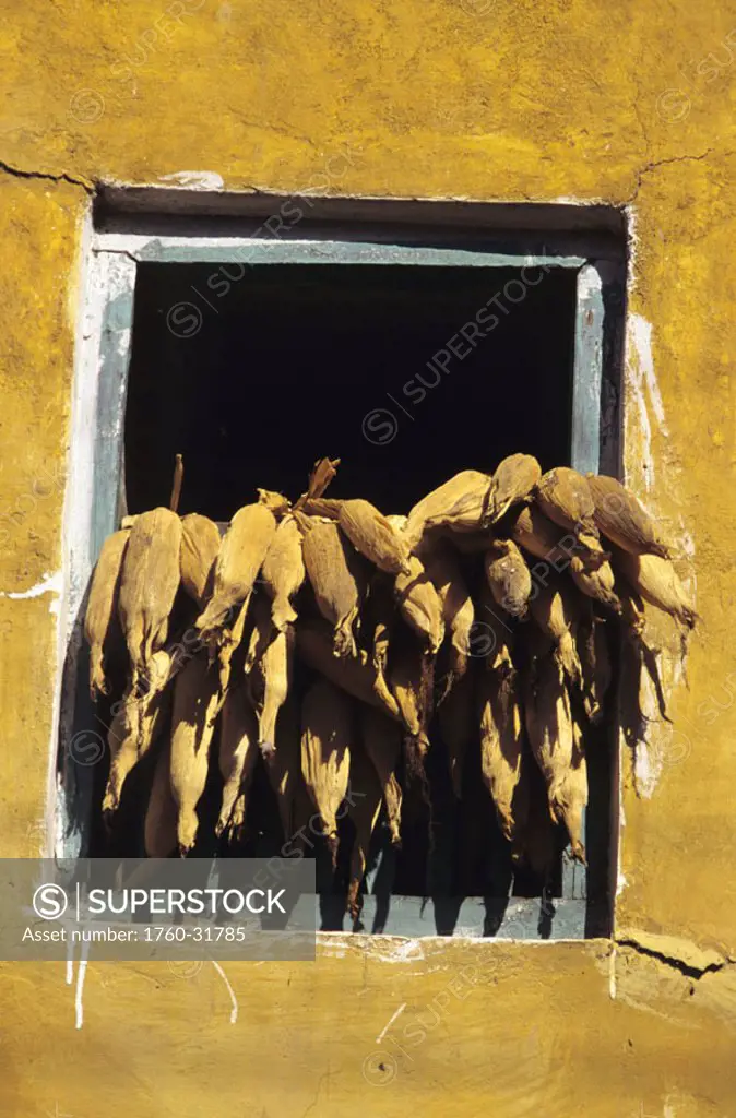Nepal, Changu Narayan, close-up of whole corn in window, hung out to dry, yellow paint on wall.