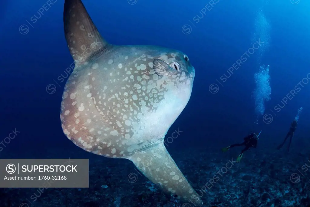 Indonesia, Bali, Nusa Penida, Crystal Bay, Ocean Sunfish (Mola Mola)