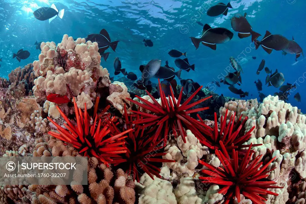 Hawaii, Slate Pencil Sea Urchins (Heterocentrotus Mammillatus) Color The Foreground Of This Hawaiian Reef Scene With Black Triggerfish (Melichthys Nig...