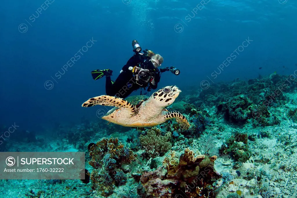 Indonesia, Diver Photographing A Hawksbill Turtle (Eretmochelys Imbricata)