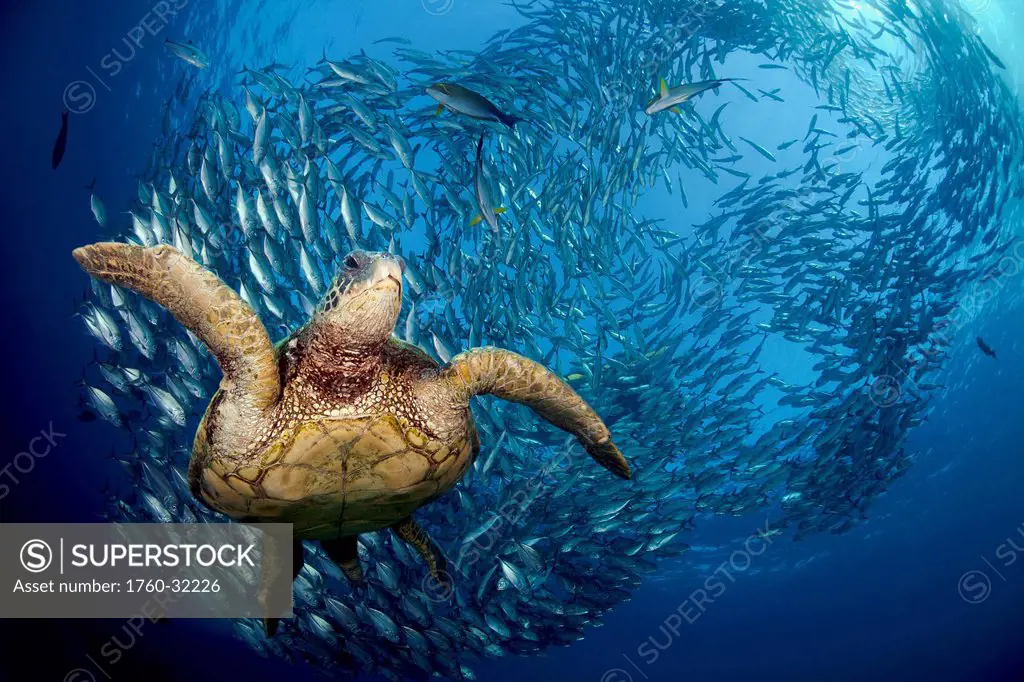Indonesia, Bali A Green Sea Turtle, (Chelonia Mydas) Glides Below A School Of Bigeye Jacks (Caranx Sexfasciatus).