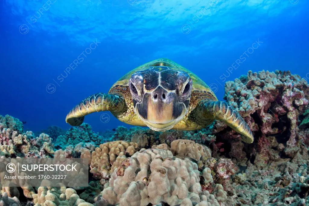 Hawaii, Maui, A Wide Angle Of A Green Sea Turtle (Chelonia Mydas) Viewed Straight On.
