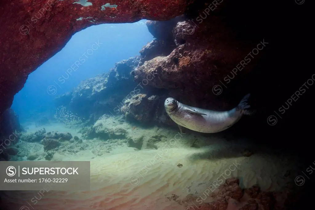 Hawaii, A Hawaiian Monk Seal (Monachus Schauinslandi), An Endemic And Endangered Species, Swims In An Underwater Cave.