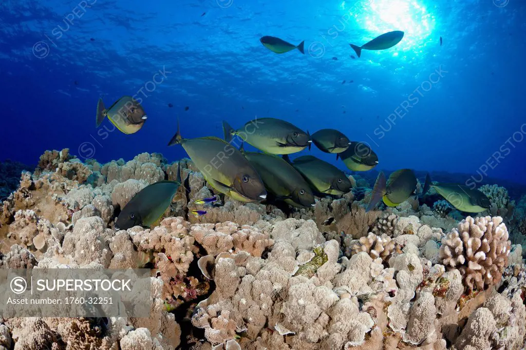 Hawaii, Maui, Molokini Islet, Unicornfish (Naso Hexacanthus) Stop At A Cleaning Station Operated By Two Hawaiian Cleaner Wrasse (Labroides Phthirophag...