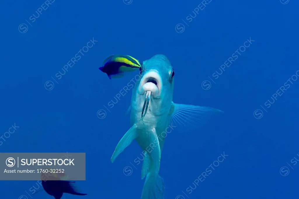Hawaii, Island Goatfish (Parupeneus Insularis) Being Cleaned By An Endemic Hawaiian Cleaner Wrasse (Labroides Phthirophagus).