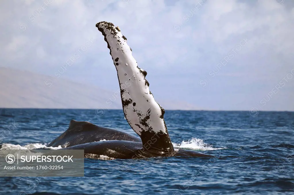 Hawaii, Humpback Whale (Megaptera Novaeangilae) Raises Its Pectoral Fin Above The Surface.