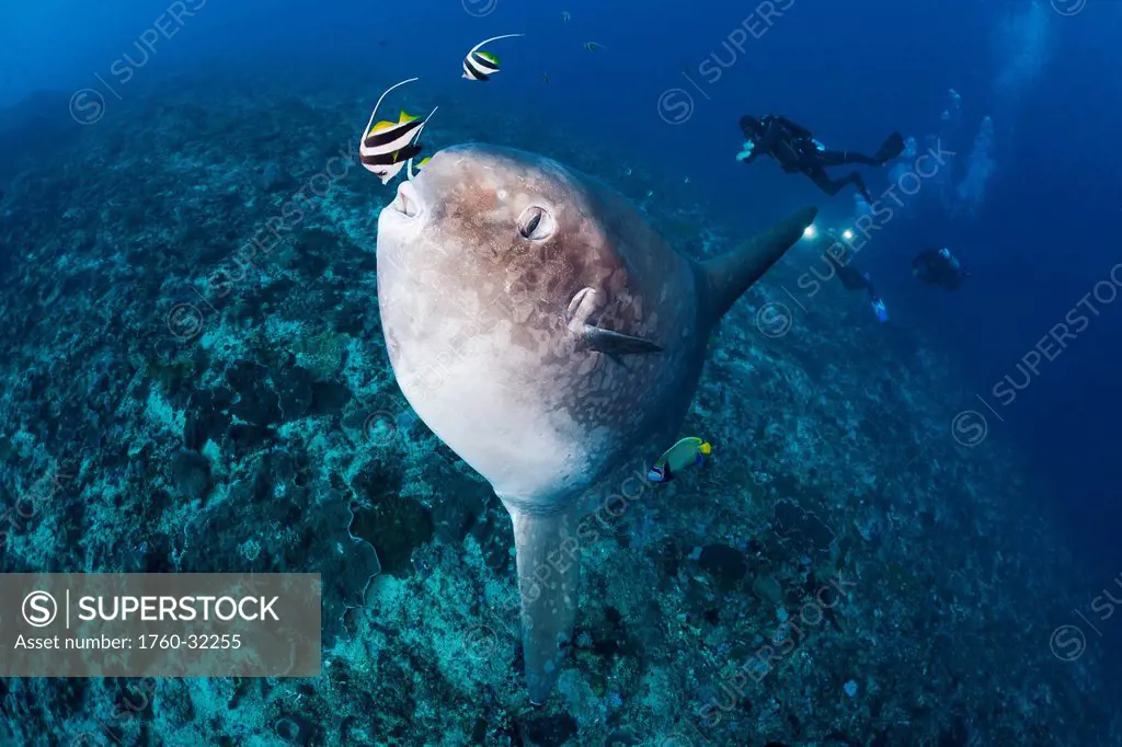Indonesia, Bali, Nusa Penida, Crystal Bay, Ocean Sunfish (Mola Mola) Being Cleaned By An Angelfish And A Longfin Bannerfish.