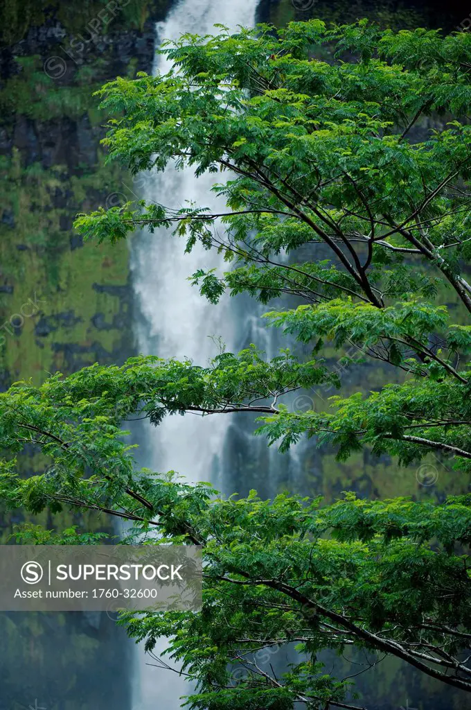 Hawaii, Big Island, Akaka Falls, Lush Green Tree And Waterfall In The Rainforest.