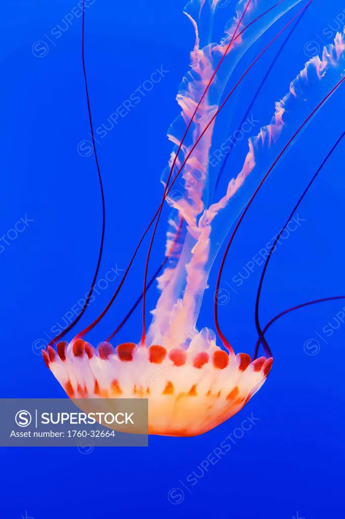 California, Monterey, An Orange Jellyfish (Cnidarian) In The Monterey Aquarium.