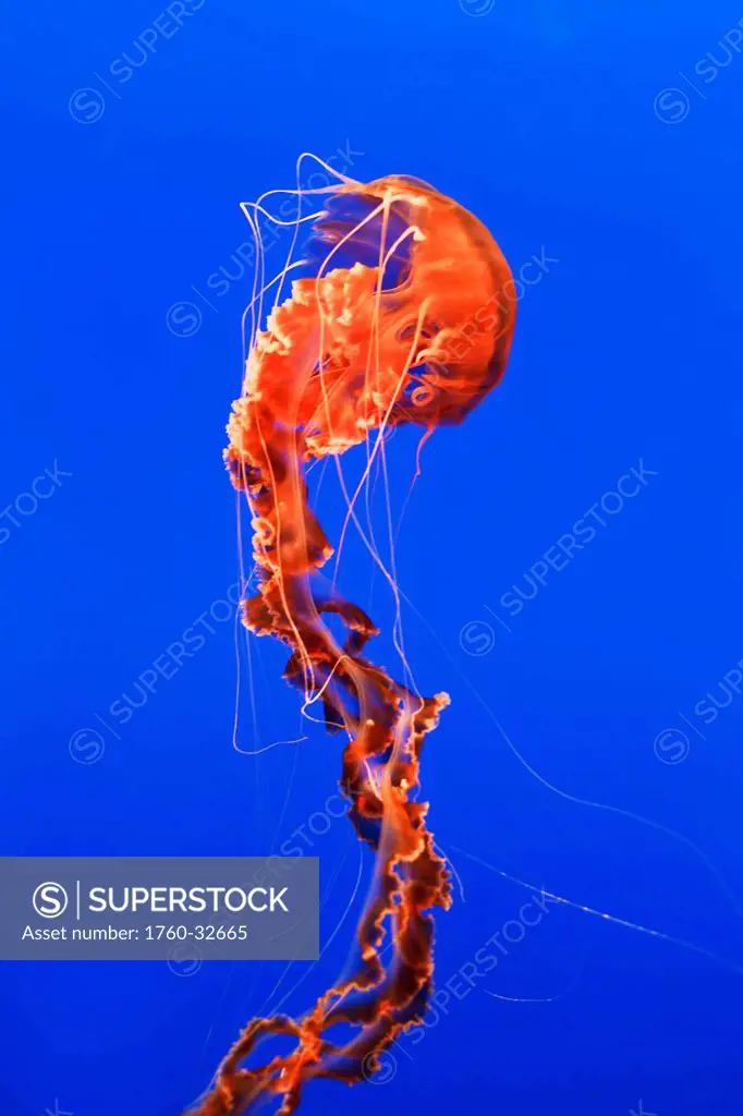 California, Monterey, An Orange Jellyfish (Cnidarian) In The Monterey Aquarium.