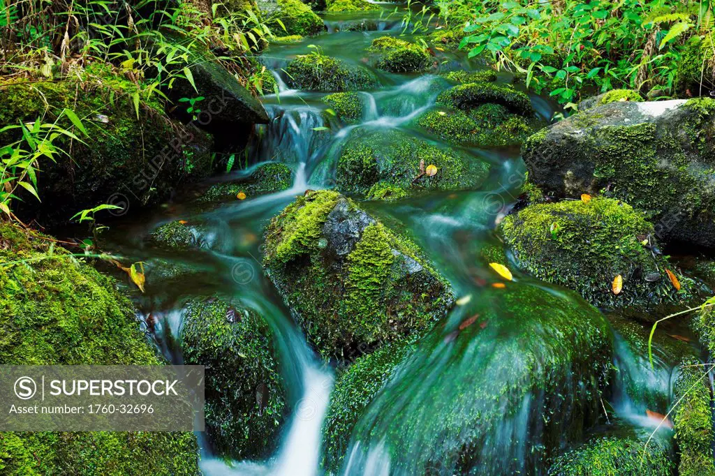 Hawaii, Maui, Iao Valley, Beautiful Lush Stream Flowing Over Mossy Rocks.