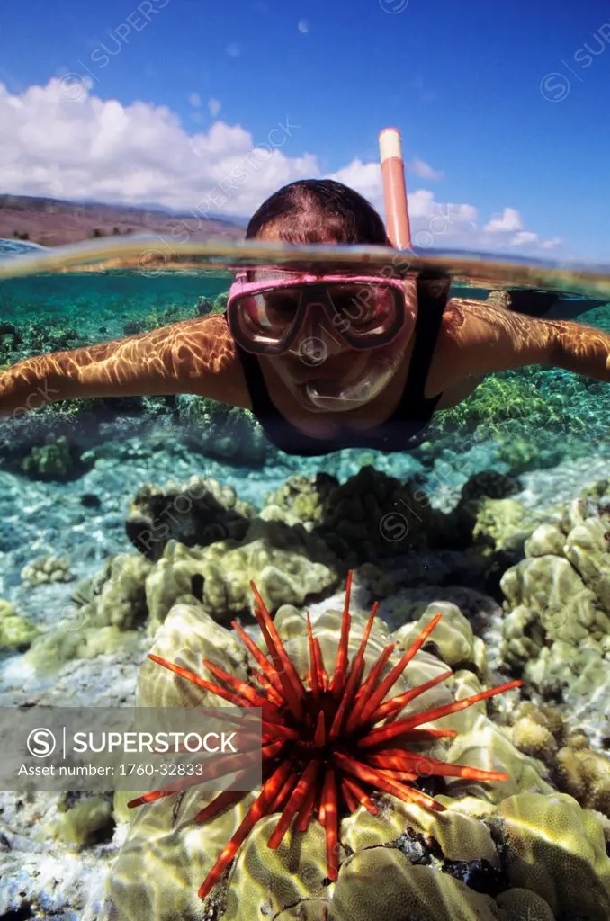 Hawaii, Over/Under View Of Snorkeler With Pencil Urchin, Coral Reef And Clear Turquoise Water.