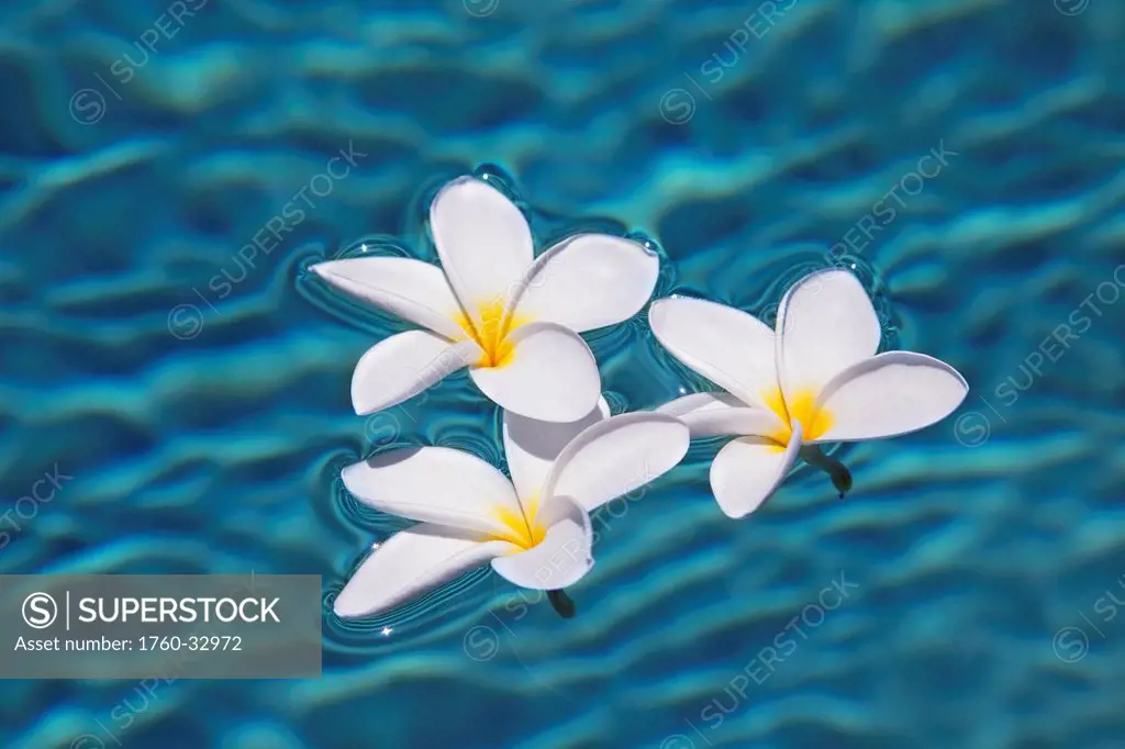 Plumeria Flowers Floating In Clear Blue Water.