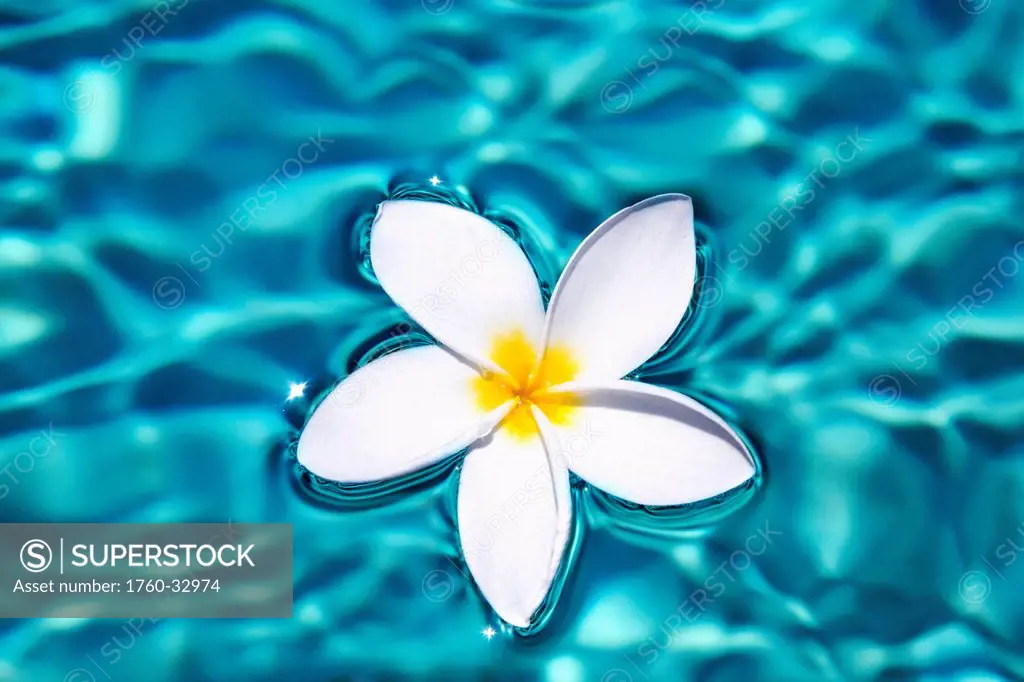 Plumeria Flower Floating In Clear Blue Water.
