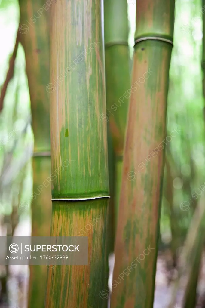 Hawaii, Maui, Hana, Closeup Of Green Bamboo.