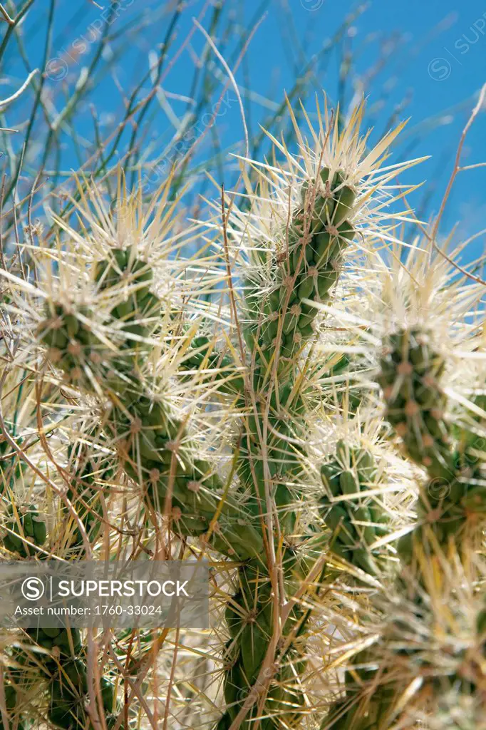 Nevada, Las Vegas, Bight Desert Cactus.