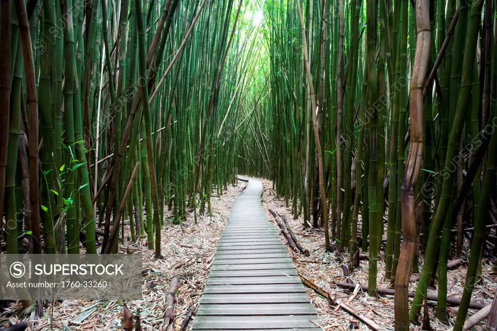 Hawaii, Maui, Kipahulu, Haleakala National Park, Trail Through Bamboo Forest On The Pipiwai Trail.