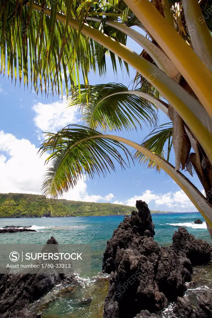 Hawaii, Maui, Keanae, Sunny Blue Skies Light Up The Lush Coast With Palm Trees.