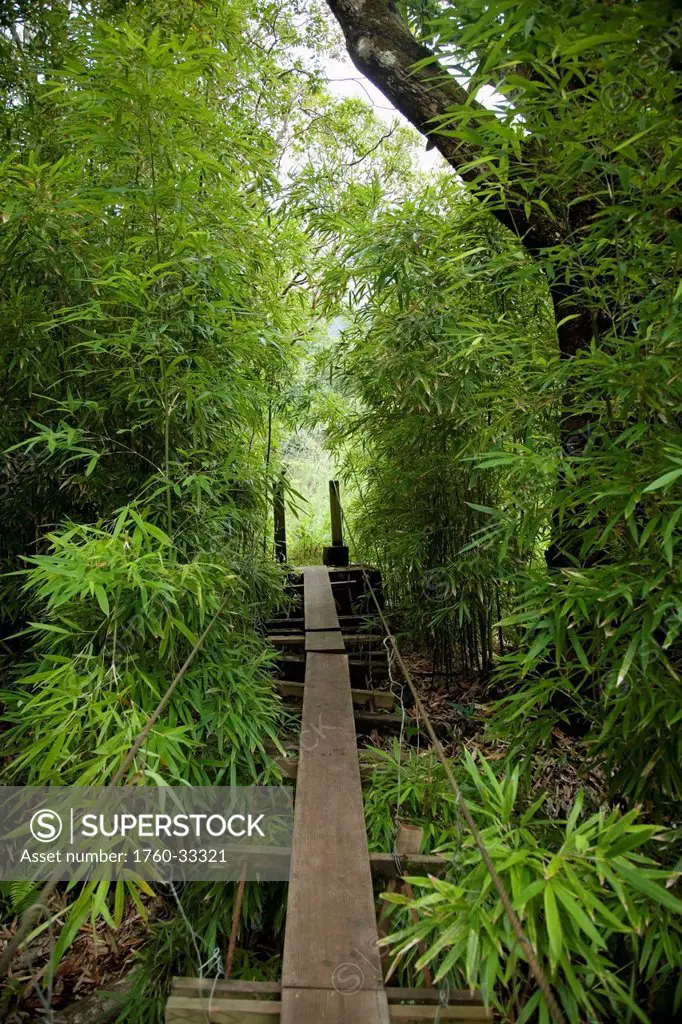 Hawaii, Maui, Waihee, A Swinging Bridge Into A Lush Green Forest.