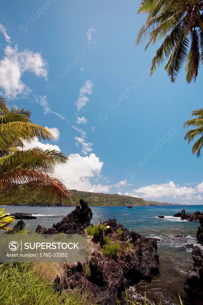 Hawaii, Maui, Keanae, Palm Trees And Sunny Blue Sky On The Keanae Coast.