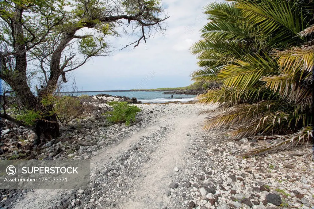 Hawaii, Maui, La Perouse, A Coral Path With Palm Tree.