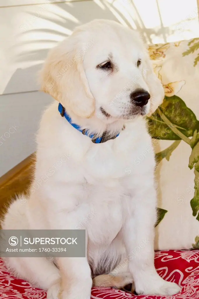 A Golden Retriever Puppy Sitting Indoors.