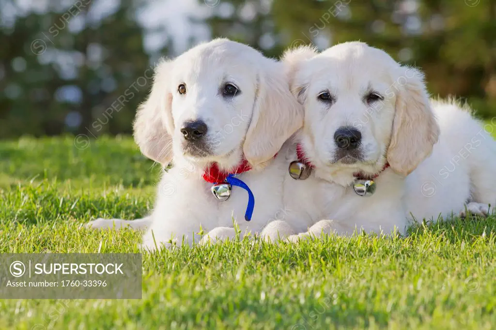 Two Golden Retriever Puppies Laying Together In Park.