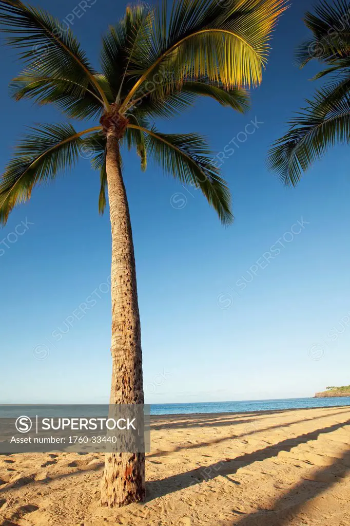 Hawaii, Lanai, Hulope Beach, Tall Palm Trees On A Beautiful Beach.