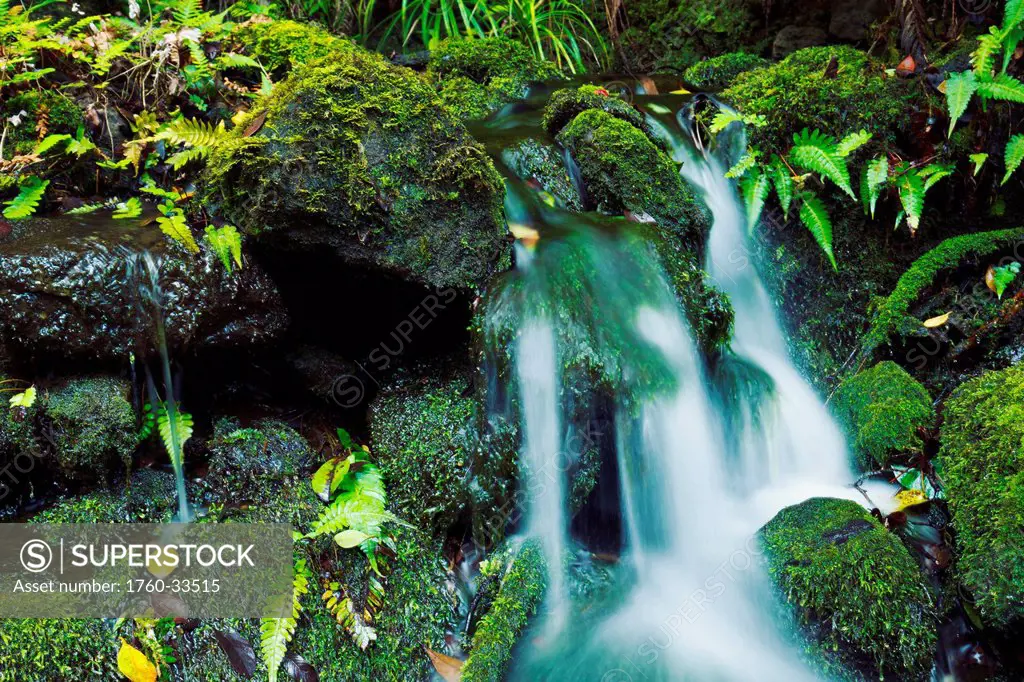 Hawaii, Maui, Iao Valley, Beautiful lush stream flowing over mossy rocks.