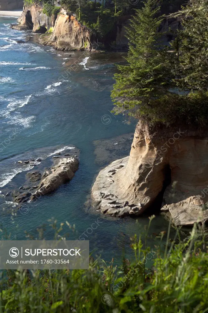 Oregon, Southern Coast, Sea Lions sunning on rock near Newport.