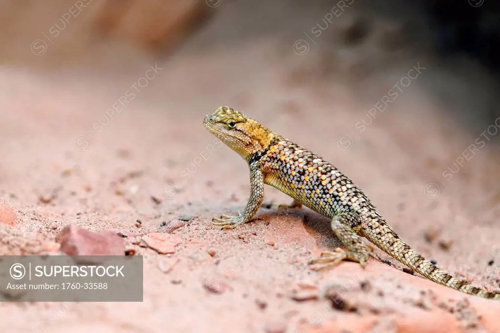 Arizona, Grand Canyon National Park, Small Lizard resting on a desert rock.