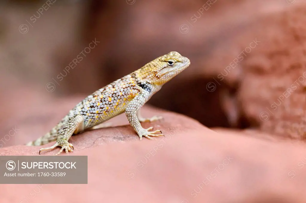 Arizona, Grand Canyon National Park, Small Lizard sitting on a desert rock.