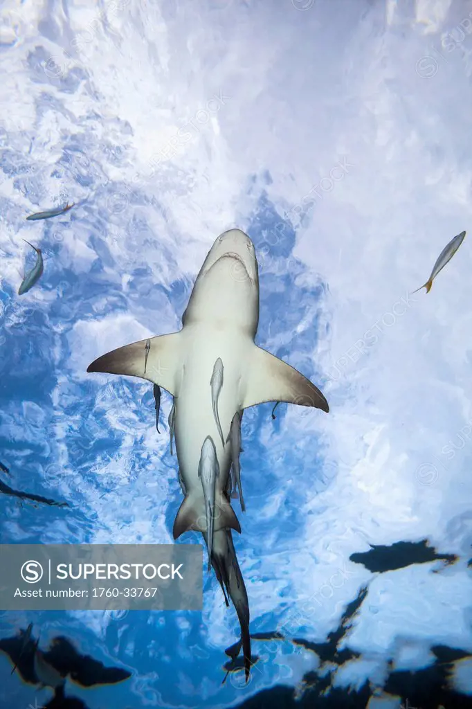 Grand Bahamas, West End, Lemon Shark (Negaprion brevirostris) underwater with remoras.