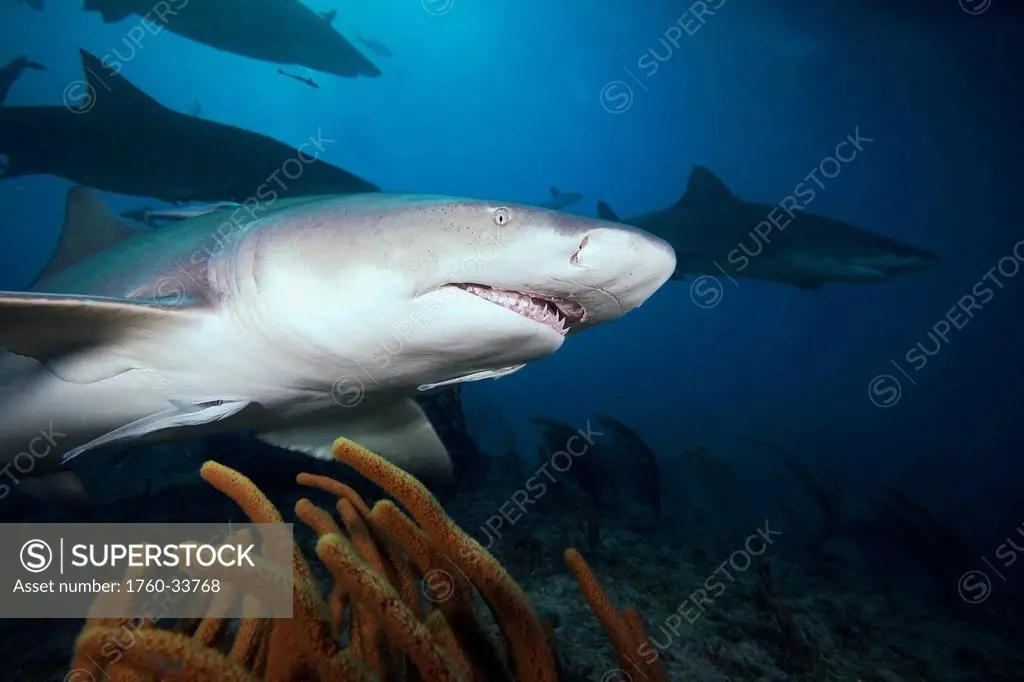 Grand Bahamas, West End, Lemon Shark (Negaprion brevirostris) underwater with remoras.