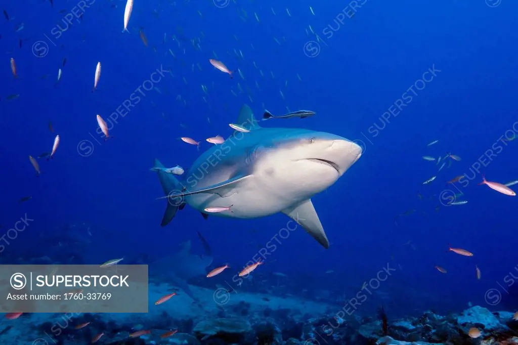Fiji, Bequ Lagoon, Bull shark (Carcharhinus leucas).