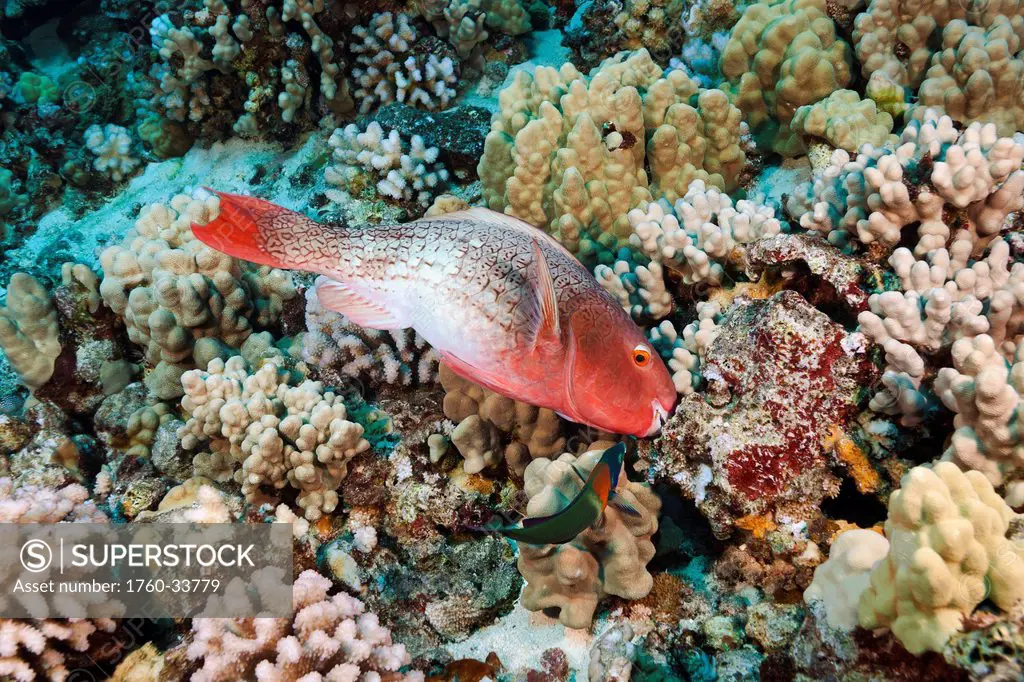 Hawaii, Redlip Parrotfish (Scarus ruboviolaceus) scraping algae off the coral; A small saddle wrasse (Thalassoma duperrey) waits nearby.