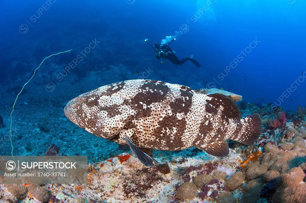 Fiji, The Malabar grouper (Epinphelus malabaricus) is one of the largest cod found on coastal reefs.