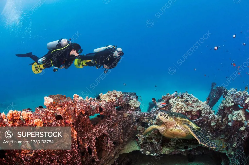 Hawaii, Maui, A green sea turtle (Chelonia mydas) and two divers with underwater scooters exploring a WWII landing craft.