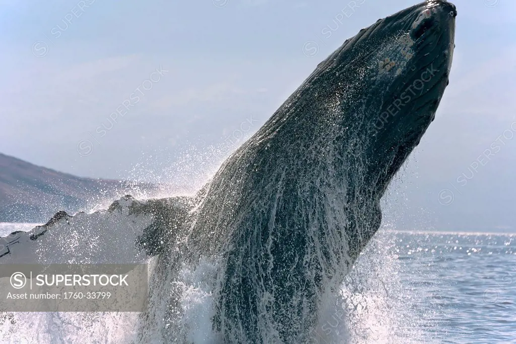 Hawaii, Breaching humpback whale, (Megaptera novaeangliae).