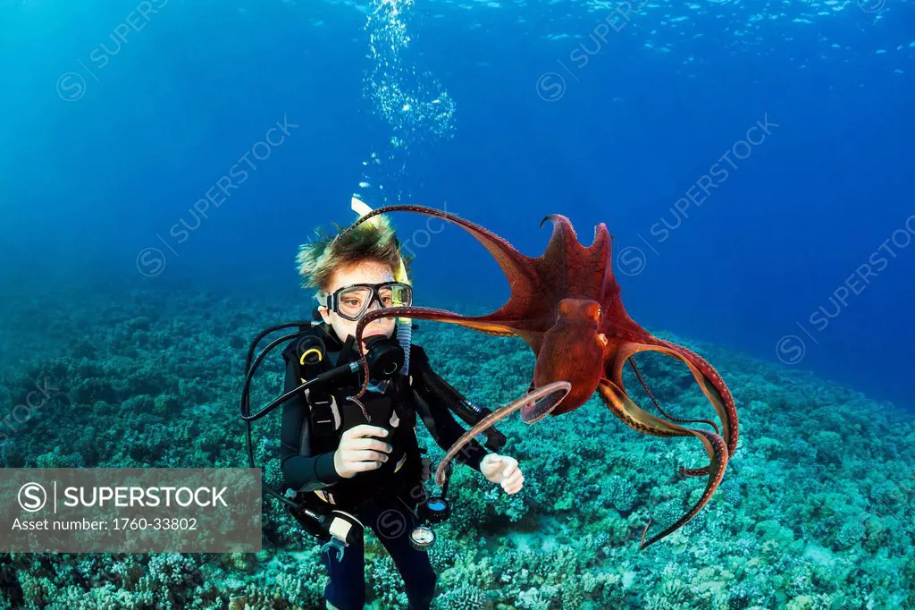 Hawaii, Maui, 11 year old PADI certified Junior Open Water Diver gets his first look at a day octopus (Octopus cyanea)