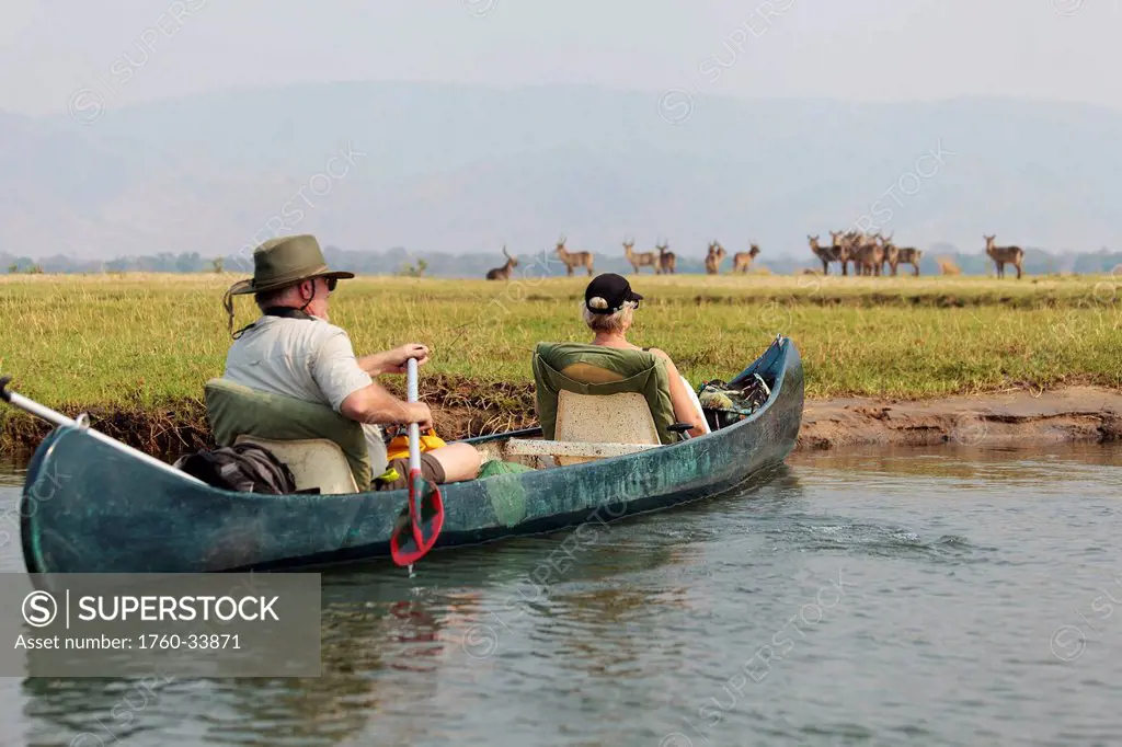 Africa, Zimbabwe, Mana Pools National Park, on safari, couple canoeing on the Zambezi River, Impala in background