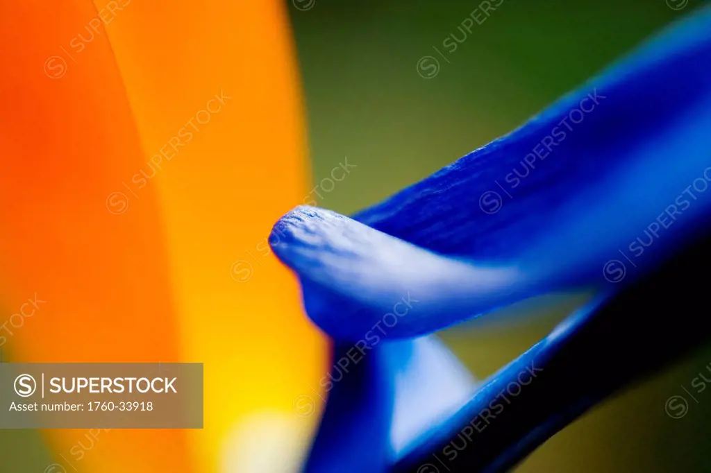 Close up of brightly coloured flower petals